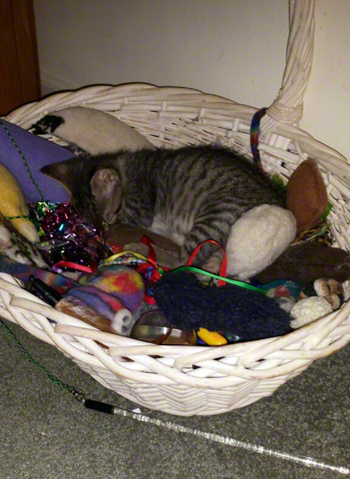 sleeping in the basket db.jpg